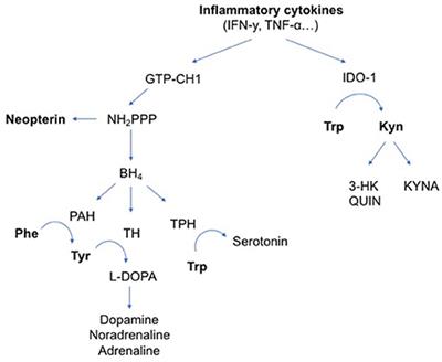 Markers of Inflammation and Monoamine Metabolism Indicate Accelerated Aging in Bipolar Disorder